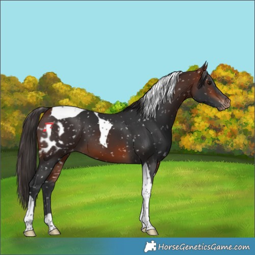 Horse Color:Bay Tobiano Skewed Appaloosa