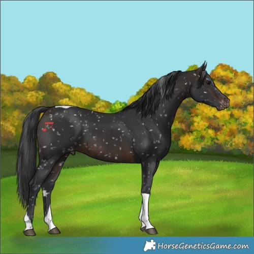 Horse Color:Brown Tobiano Appaloosa 