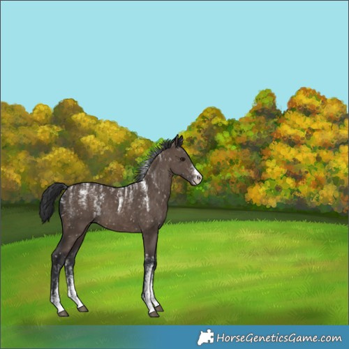 Horse Color:Powder White Brown Dun Skewed Appaloosa 