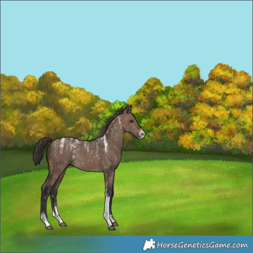 Horse Color:Powder White Brown Dun Skewed Appaloosa