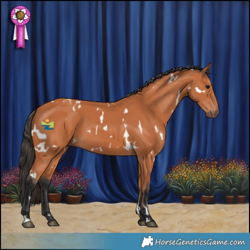 Horse Color:White Spotted Bay