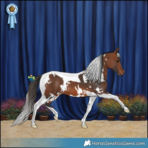 Horse Color:White Spotted Bay Tobiano