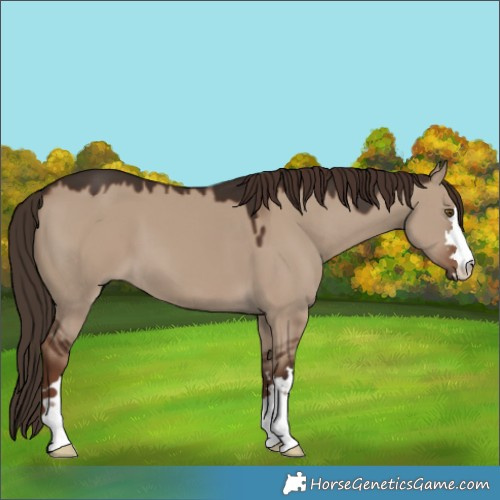 Horse Color:Liver Red Dun 