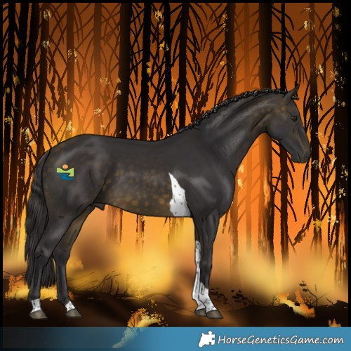 Horse Color:Buckskin Tobiano 
