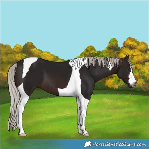Horse Color:Gray Silver Brown Tobiano 