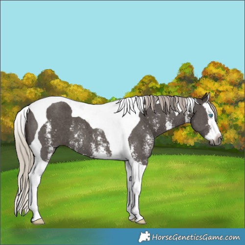 Horse Color:Gray Silver Black Sabino Splash Tobiano 
