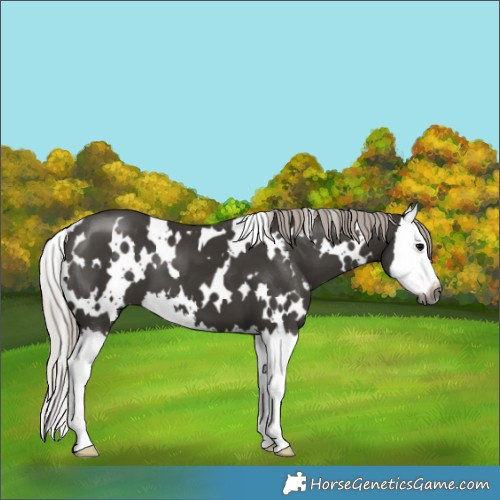 Horse Color:Gray White Spotted Silver Black Splash
