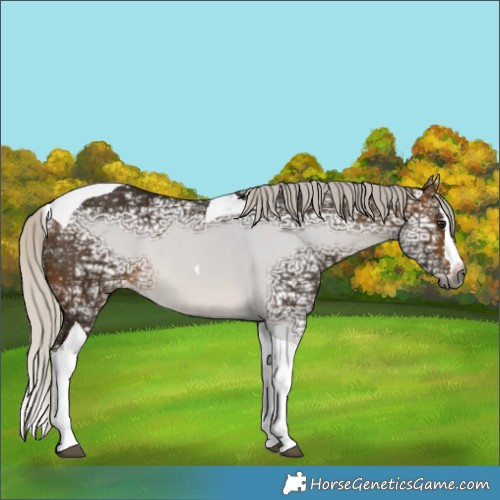 Horse Color:Gray Silver Buckskin Ice Splash Tobiano 