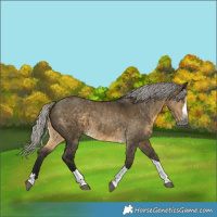 Horse Color:Gray Silver Buckskin Dun Splash Tobiano 