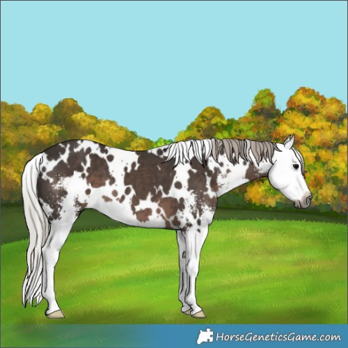 Horse Color:Gray White Spotted Silver Black Sabino Splash