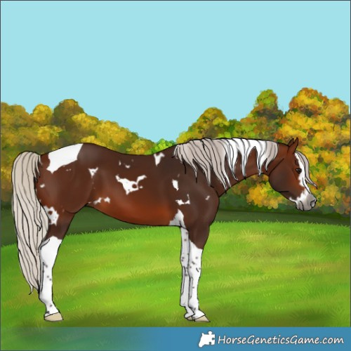 Horse Color:Gray White Spotted Silver Bay Splash Tobiano 