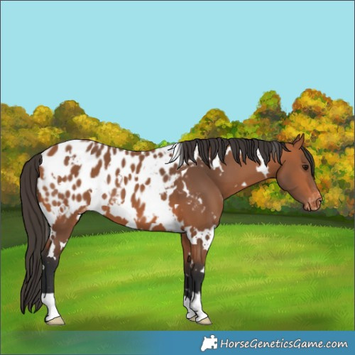 Horse Color:White Spotted Bay Near Leopard