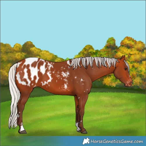 Horse Color:White Spotted Silver Bay Sabino Blanket