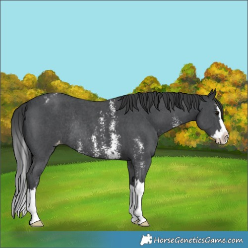 Horse Color:Black Sabino Splash Blanket Rabicano 