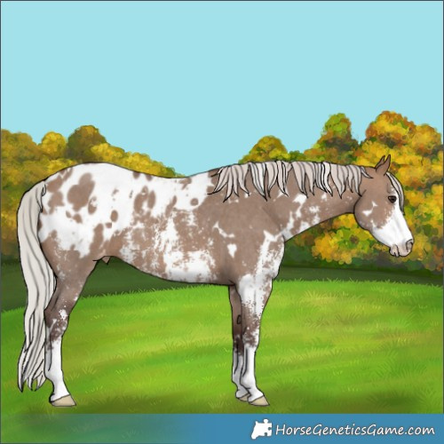 Horse Color:White Spotted Silver Brown Dun Sabino Blanket