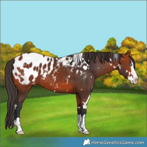 Horse Color:White Spotted Bay Splash Blanket Rabicano 