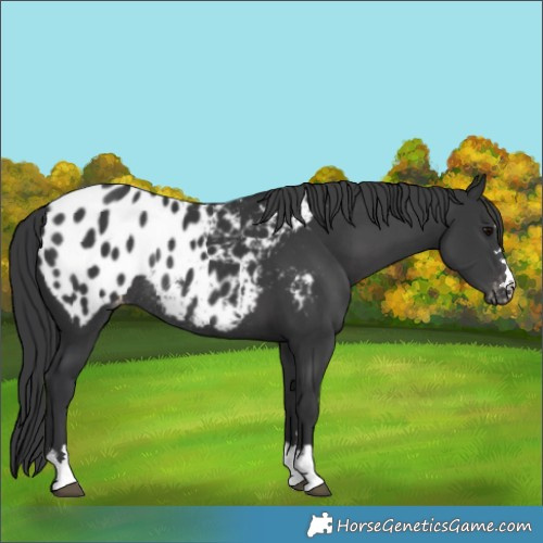 Horse Color:Black Blanket Rabicano 