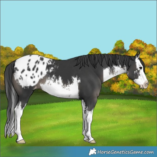 Horse Color:White Spotted Black Splash Blanket