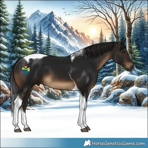 Horse Color:Gray Brown Tobiano