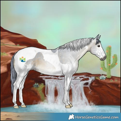 Horse Color:Gray Watercolor White Spotted Brown Tobiano