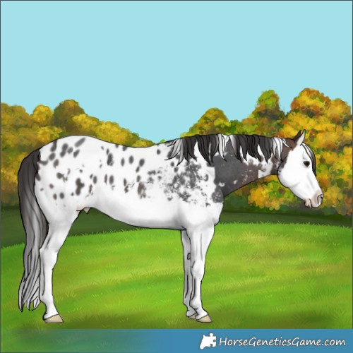 Horse Color:White Spotted Brown Sabino Splash Near Leopard