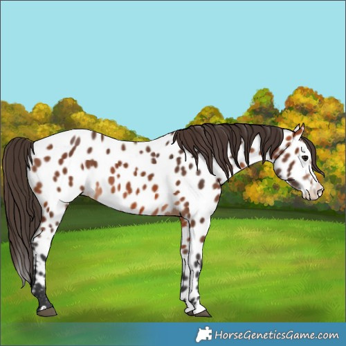 Horse Color:Bay Splash Near Leopard Rabicano