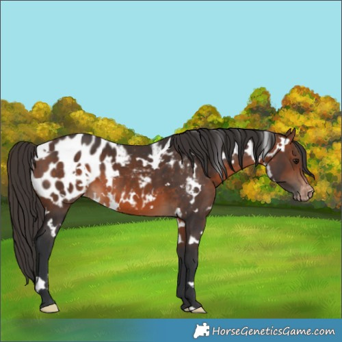 Horse Color:White Spotted Brown Blanket