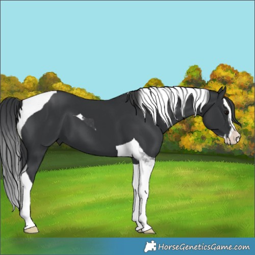 Horse Color:Black Splash Tobiano 