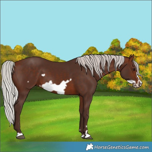 Horse Color:Silver Brown Frame 