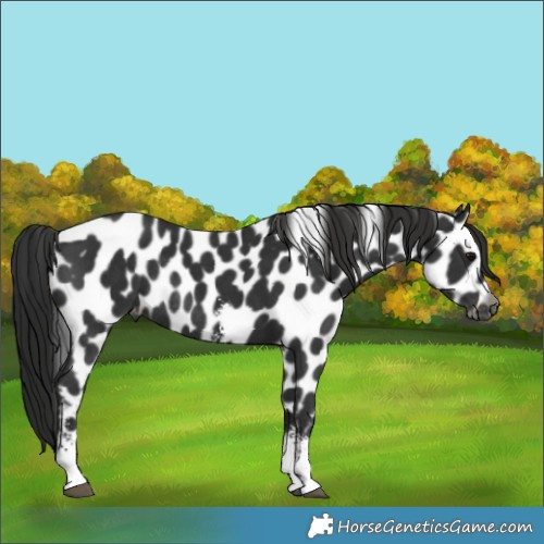 Horse Color:Gray Black Sabino Leopard Rabicano 