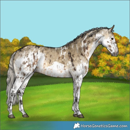 Horse Color:Gray Brown Dun Appaloosa Brindle  and Silver Buckskin Dun Splash 