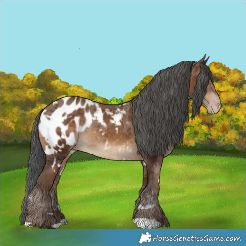 Horse Color:Gray White Spotted Sable Champagne Merle Appaloosa 