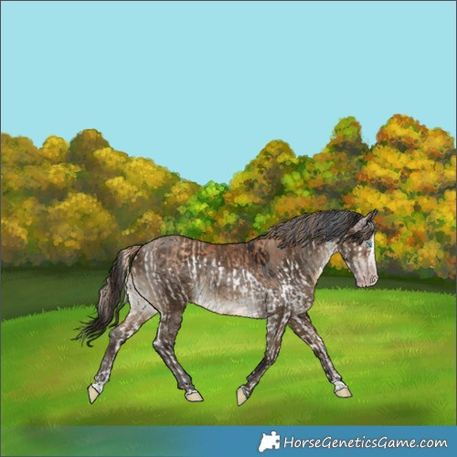 Horse Color:Gray Gold Champagne Splash Rabicano  and Gray Bay Dun Merle Splash Rabicano 