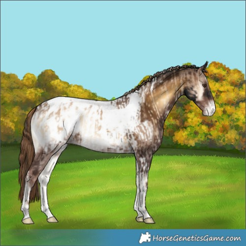Horse Color:Liver Red Dun Onyx Tobiano Appaloosa  and Gray Liver Red Onyx Appaloosa 