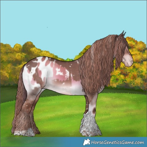 Horse Color:Liver Red Dun Onyx Splash Tobiano Appaloosa and Gray Liver Red Dun Tobiano Appaloosa