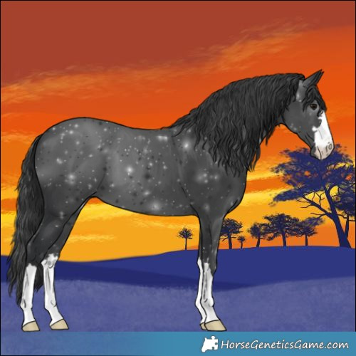 Horse Color:Black 