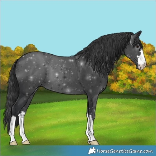 Horse Color:Black 