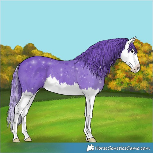 Horse Color:Watercolor Black Splash 
