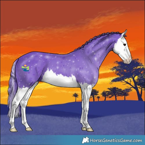 Horse Color:Watercolor Black Splash 
