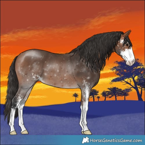 Horse Color:Bay Sabino 