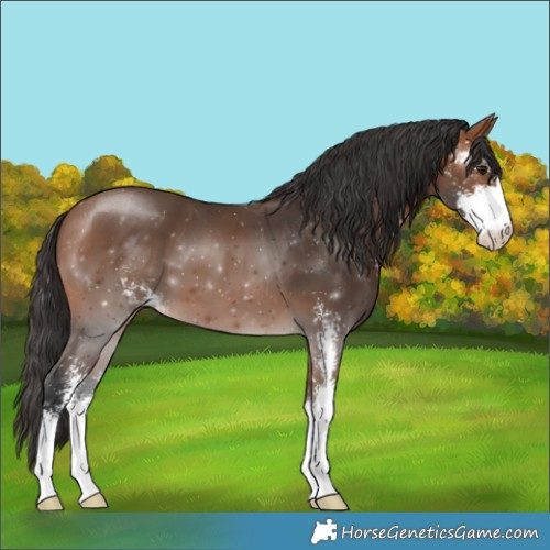 Horse Color:Bay Sabino 