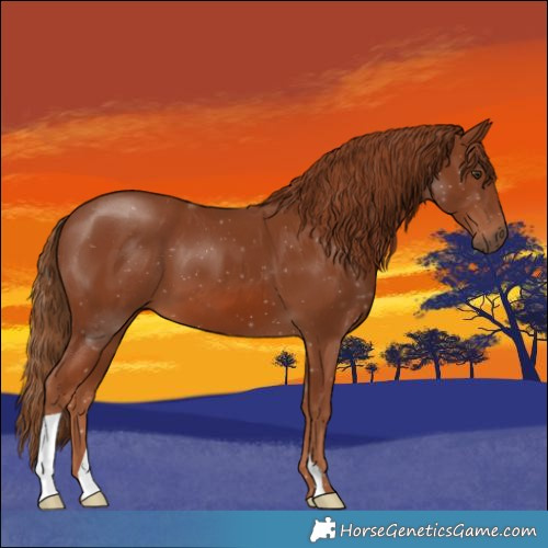 Horse Color:Chestnut 