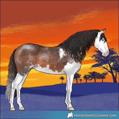 Horse Color:Bay Sabino Splash 