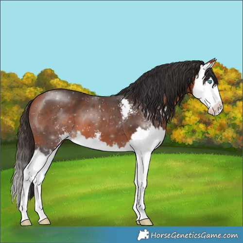 Horse Color:Bay Sabino Splash