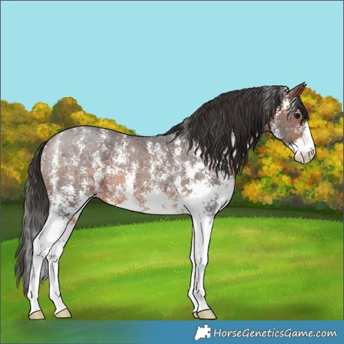 Horse Color:Brown Sabino Rabicano 
