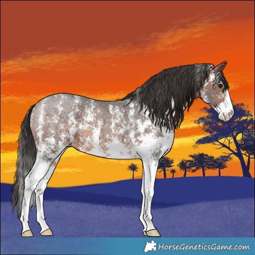 Horse Color:Brown Sabino Rabicano 