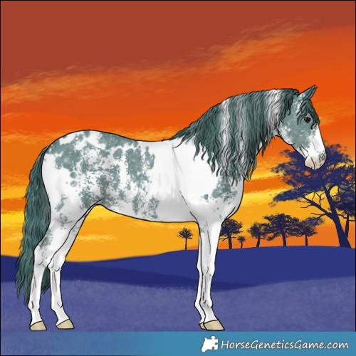 Horse Color:Watercolor White Spotted Black Sabino 