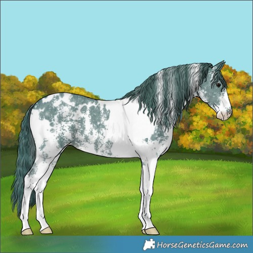 Horse Color:Watercolor White Spotted Black Sabino 