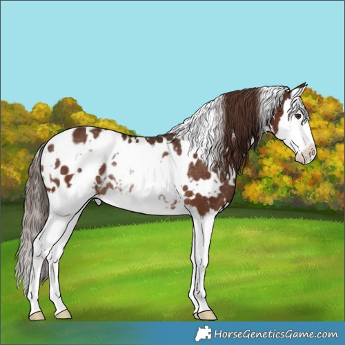 Horse Color:White Spotted Liver Chestnut Splash Appaloosa Rabicano