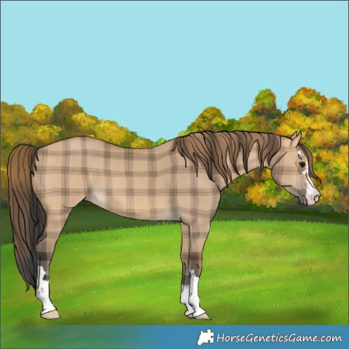 Horse Color:Plaid  Bay Dun 